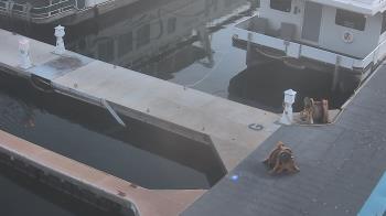 Weather camera view of Lake Powell Resorts and Marinas - Wahweap Marina.