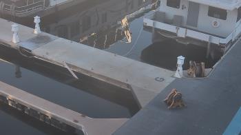 Weather camera view of Lake Powell Resorts and Marinas - Wahweap Marina.