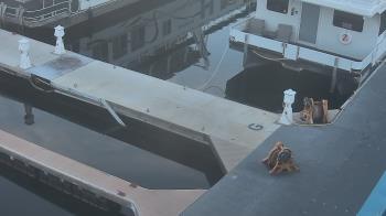 Weather camera view of Lake Powell Resorts and Marinas - Wahweap Marina.