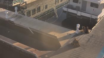 Weather camera view of Lake Powell Resorts and Marinas - Wahweap Marina.