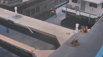 Weather camera view of Lake Powell Resorts and Marinas - Wahweap Marina.