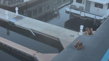 Weather camera view of Lake Powell Resorts and Marinas - Wahweap Marina.