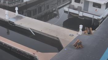 Weather camera view of Lake Powell Resorts and Marinas - Wahweap Marina.