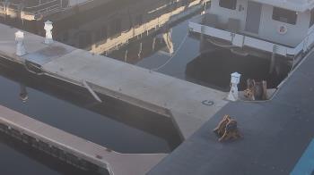 Weather camera view of Lake Powell Resorts and Marinas - Wahweap Marina.