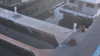Weather camera view of Lake Powell Resorts and Marinas - Wahweap Marina.