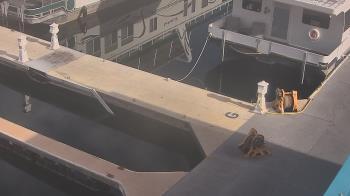 Weather camera view of Lake Powell Resorts and Marinas - Wahweap Marina.