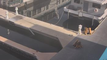 Weather camera view of Lake Powell Resorts and Marinas - Wahweap Marina.