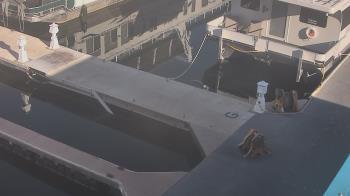 Weather camera view of Lake Powell Resorts and Marinas - Wahweap Marina.