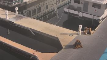 Weather camera view of Lake Powell Resorts and Marinas - Wahweap Marina.
