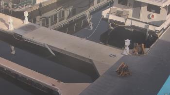 Weather camera view of Lake Powell Resorts and Marinas - Wahweap Marina.
