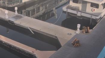 Weather camera view of Lake Powell Resorts and Marinas - Wahweap Marina.