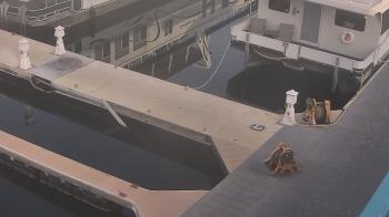 Weather camera view of Lake Powell Resorts and Marinas - Wahweap Marina.