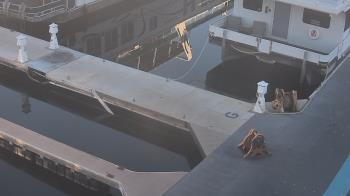 Weather camera view of Lake Powell Resorts and Marinas - Wahweap Marina.