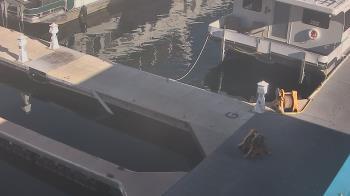 Weather camera view of Lake Powell Resorts and Marinas - Wahweap Marina.