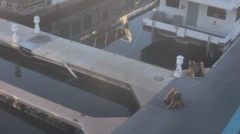 Weather camera view of Lake Powell Resorts and Marinas - Wahweap Marina.