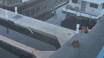 Weather camera view of Lake Powell Resorts and Marinas - Wahweap Marina.