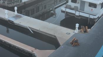 Weather camera view of Lake Powell Resorts and Marinas - Wahweap Marina.