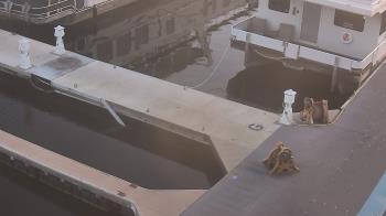 Weather camera view of Lake Powell Resorts and Marinas - Wahweap Marina.