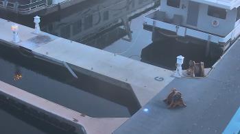 Weather camera view of Lake Powell Resorts and Marinas - Wahweap Marina.