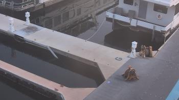 Weather camera view of Lake Powell Resorts and Marinas - Wahweap Marina.