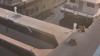 Weather camera view of Lake Powell Resorts and Marinas - Wahweap Marina.