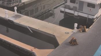 Weather camera view of Lake Powell Resorts and Marinas - Wahweap Marina.