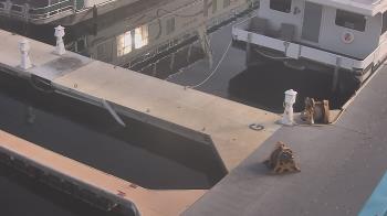 Weather camera view of Lake Powell Resorts and Marinas - Wahweap Marina.