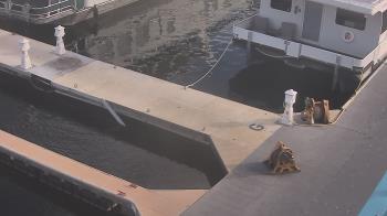Weather camera view of Lake Powell Resorts and Marinas - Wahweap Marina.