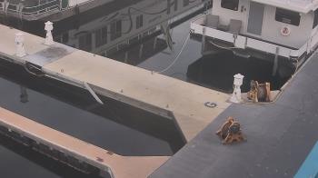 Weather camera view of Lake Powell Resorts and Marinas - Wahweap Marina.