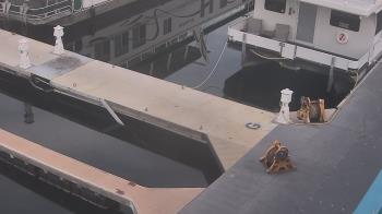 Weather camera view of Lake Powell Resorts and Marinas - Wahweap Marina.