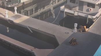Weather camera view of Lake Powell Resorts and Marinas - Wahweap Marina.
