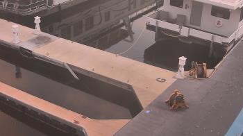 Weather camera view of Lake Powell Resorts and Marinas - Wahweap Marina.