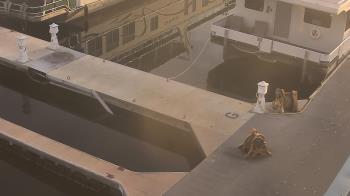 Weather camera view of Lake Powell Resorts and Marinas - Wahweap Marina.