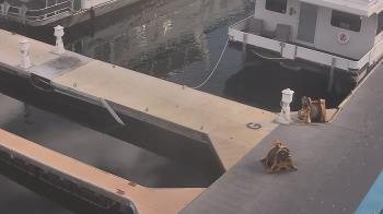 Weather camera view of Lake Powell Resorts and Marinas - Wahweap Marina.