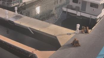 Weather camera view of Lake Powell Resorts and Marinas - Wahweap Marina.