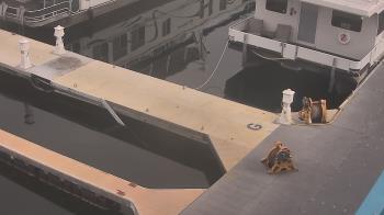 Weather camera view of Lake Powell Resorts and Marinas - Wahweap Marina.