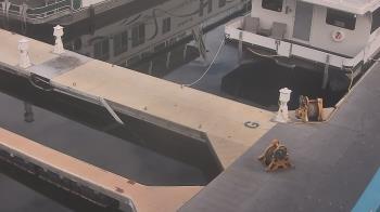 Weather camera view of Lake Powell Resorts and Marinas - Wahweap Marina.
