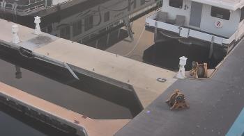 Weather camera view of Lake Powell Resorts and Marinas - Wahweap Marina.