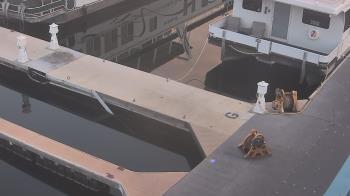 Weather camera view of Lake Powell Resorts and Marinas - Wahweap Marina.