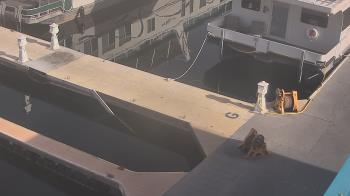 Weather camera view of Lake Powell Resorts and Marinas - Wahweap Marina.