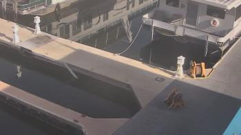 Weather camera view of Lake Powell Resorts and Marinas - Wahweap Marina.