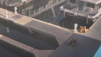 Weather camera view of Lake Powell Resorts and Marinas - Wahweap Marina.