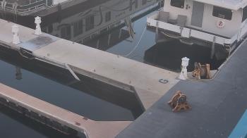 Weather camera view of Lake Powell Resorts and Marinas - Wahweap Marina.