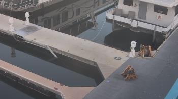 Weather camera view of Lake Powell Resorts and Marinas - Wahweap Marina.