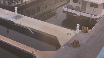 Weather camera view of Lake Powell Resorts and Marinas - Wahweap Marina.