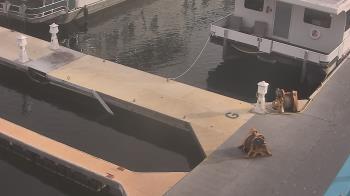 Weather camera view of Lake Powell Resorts and Marinas - Wahweap Marina.