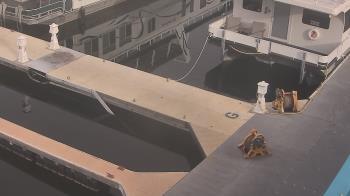 Weather camera view of Lake Powell Resorts and Marinas - Wahweap Marina.