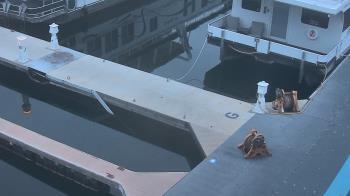 Weather camera view of Lake Powell Resorts and Marinas - Wahweap Marina.