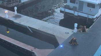 Weather camera view of Lake Powell Resorts and Marinas - Wahweap Marina.