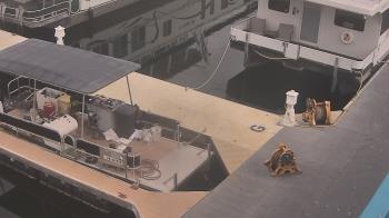 Weather camera view of Lake Powell Resorts and Marinas - Wahweap Marina.